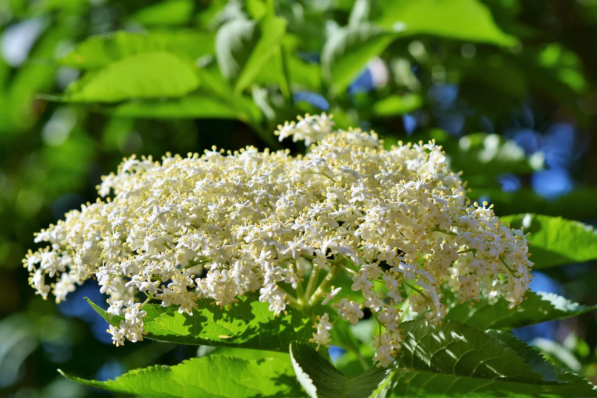 ralphs_fotos-elder-3430965_1920